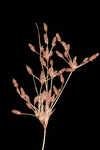 Capillary hairsedge